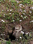 Burrowing owl on Mom and hubby's walk-photo-1-jpg