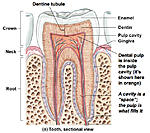 Root Canal teeth infected? Periodontal Ligament removed? Ozone gas?-dentin-tubules-jpg