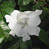 My White Garden-gardenia_jasminoides-jpg