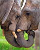 Ou812-elephant-kiss-jpg