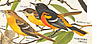 What's on your plate?-oriole-northern-jpg