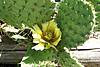 Had to show this - cactus is blooming!-prickly-pear-bloom-jpg