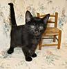 new Word Game-wi78_10880290-1-cat-jpg
