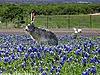 she was fired because-bunny-flowers-jpg
