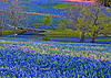 The CAPITALS Game-bluebonnet-reflections-jpg