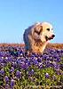 Neuro Talk-dog-blubonnets-flowers-jpg