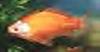 another word game  rearrange the letters-goldfish-jpg