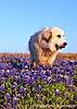 What are you Listening to Right Now???-dog-blubonnets-flowers-jpg
