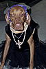 Happy Halloween from the humiliated dog-madonna-2-jpg
