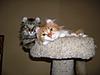 Dr John..Posting pictures-resized-cats-jpg