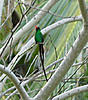 Heading home tomorrow!-jamaicaan-hummingbird-tail-cropped-jpg