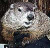 Groundhog Day---animaux-marmotte-jpg