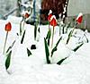 Groundhog Day---fleurs-tulipes-surgissant-dans-la-neige-jpg
