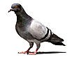This guy's thighs are bigger than my body!!-pidgeon-jpg
