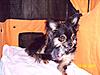 UPDATE on Bearbear, My Service Dog-dogs-051-jpg