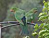 Some photos...-king-parrot-03-jpg