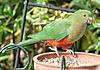 Some photos...-king-parrot-04-jpg