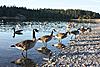 another wonder begun #191-geese-shoreline-jpg