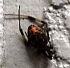 My pet widow! Not for the light hearted-widow1-jpg