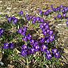 Spring flowers, share yours too!-2010-03-19-09-19-48-1-jpg