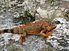 some pictures that I have meant to share....-iguana-jpg