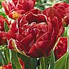 some pictures that I have meant to share....-red-tulips-jpg