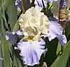 Spring time...thawt I'd share some of my flowers-stairwaytoheaven-jpg