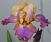 Spring time...thawt I'd share some of my flowers-trillion-jpg