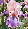 Spring time...thawt I'd share some of my flowers-pinksapphire-jpg