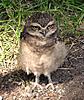 Would you accept being in my desk ?-502px-athene-cunicularia-burrowing-owl-0b-jpg