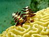 Back from our vacation in Belize!-christmas-tree-worm-1-jpg