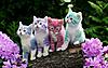 Socks...-rainbow-cats-jpg
