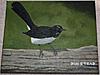 New Painting...-willie-wagtail-5-6-12-jpg