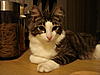Grieving the loss of my cat Minki.-mi7-jpg