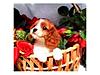Our Pet files-cavelier-puppy-jpg
