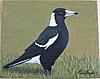 New Painting...-_1-magpie-21-7-14_1-jpg
