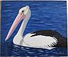 New Painting...-pelican-8-1-15_2-jpg