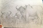 Seeking hobbies-cape-buffalo-safari-live3-jpg