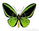 butterfly11's Avatar