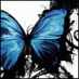 serene_butterfly's Avatar